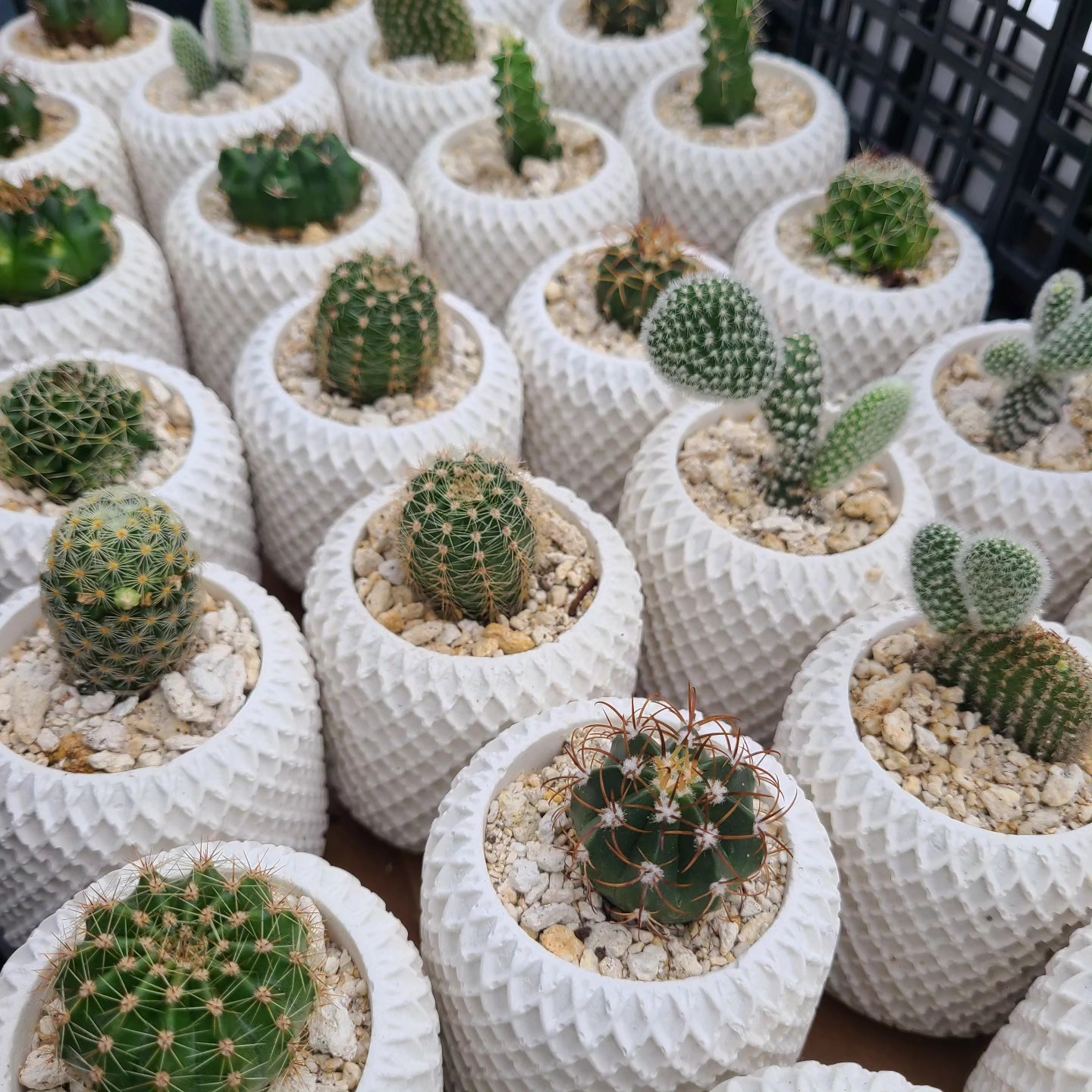 Pedidos personalizados 