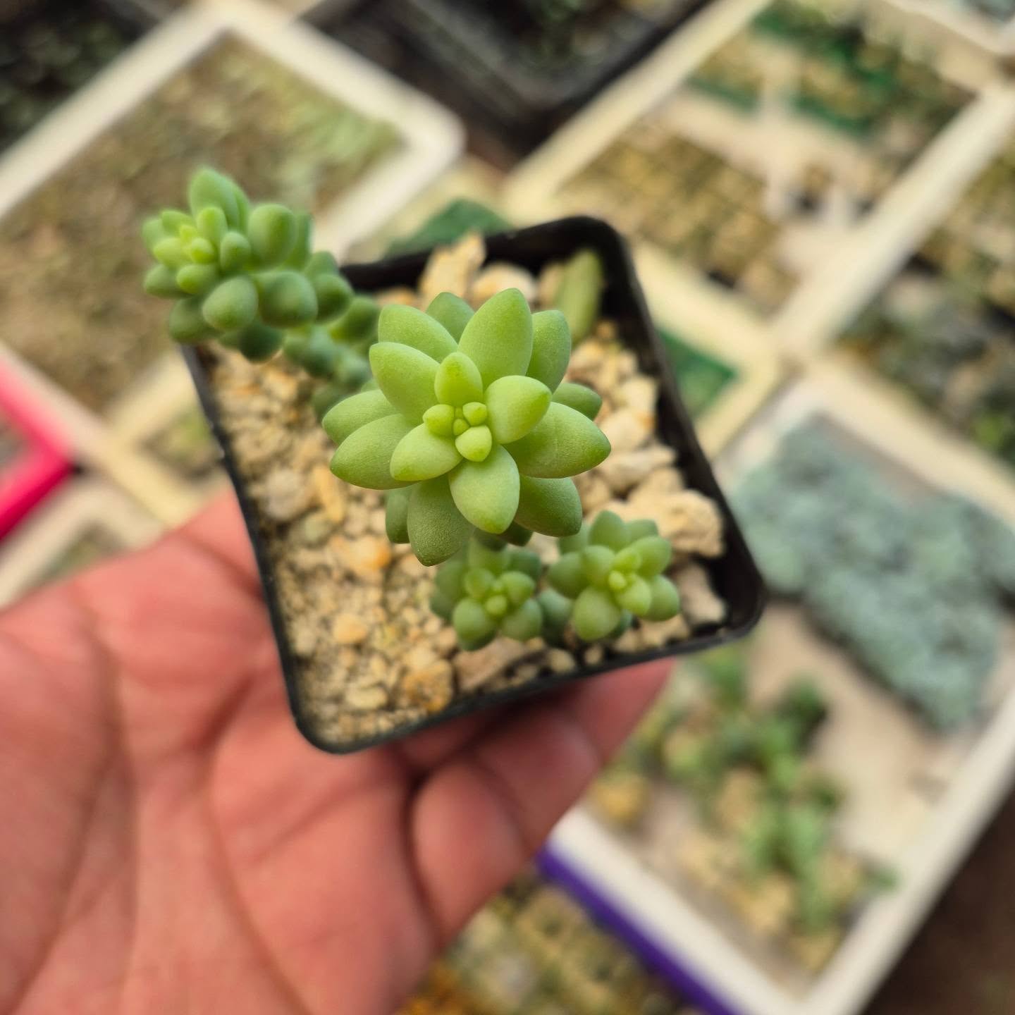 Sedum Burrito