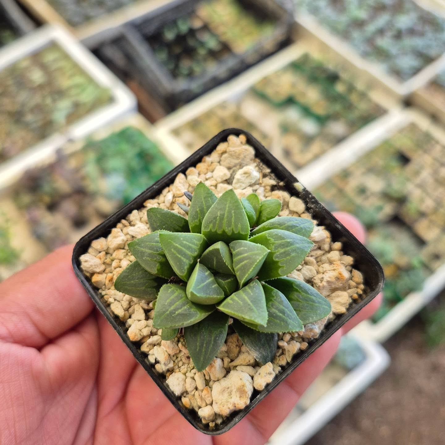 Haworthia retusa