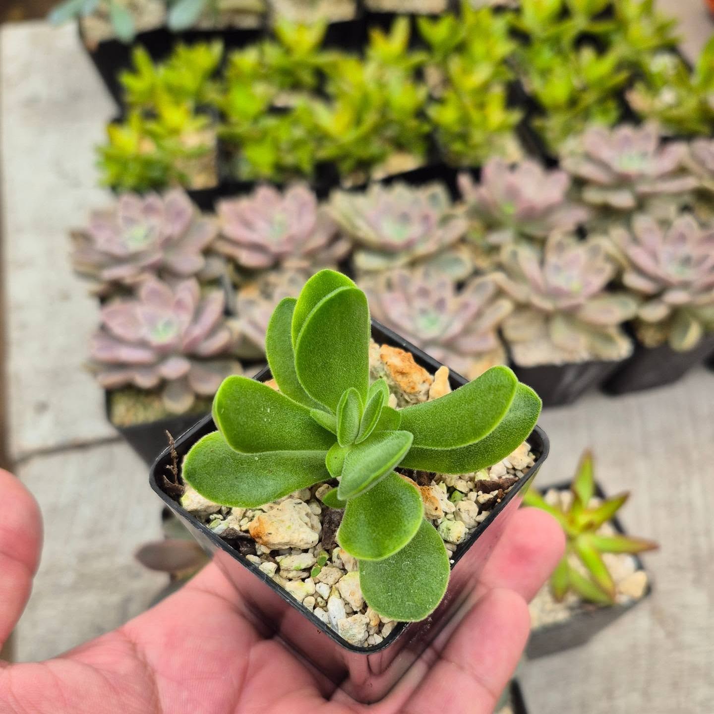 Crassula
