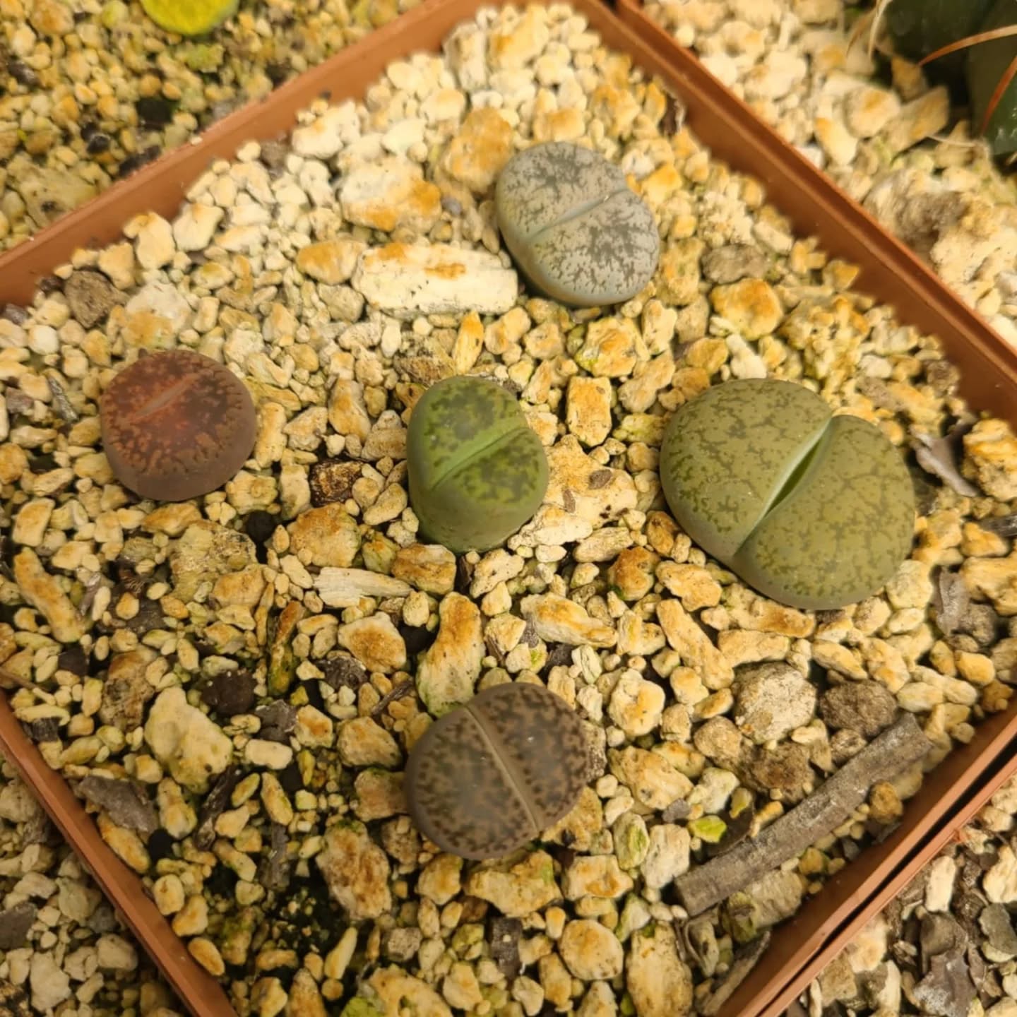 Cactus piedra