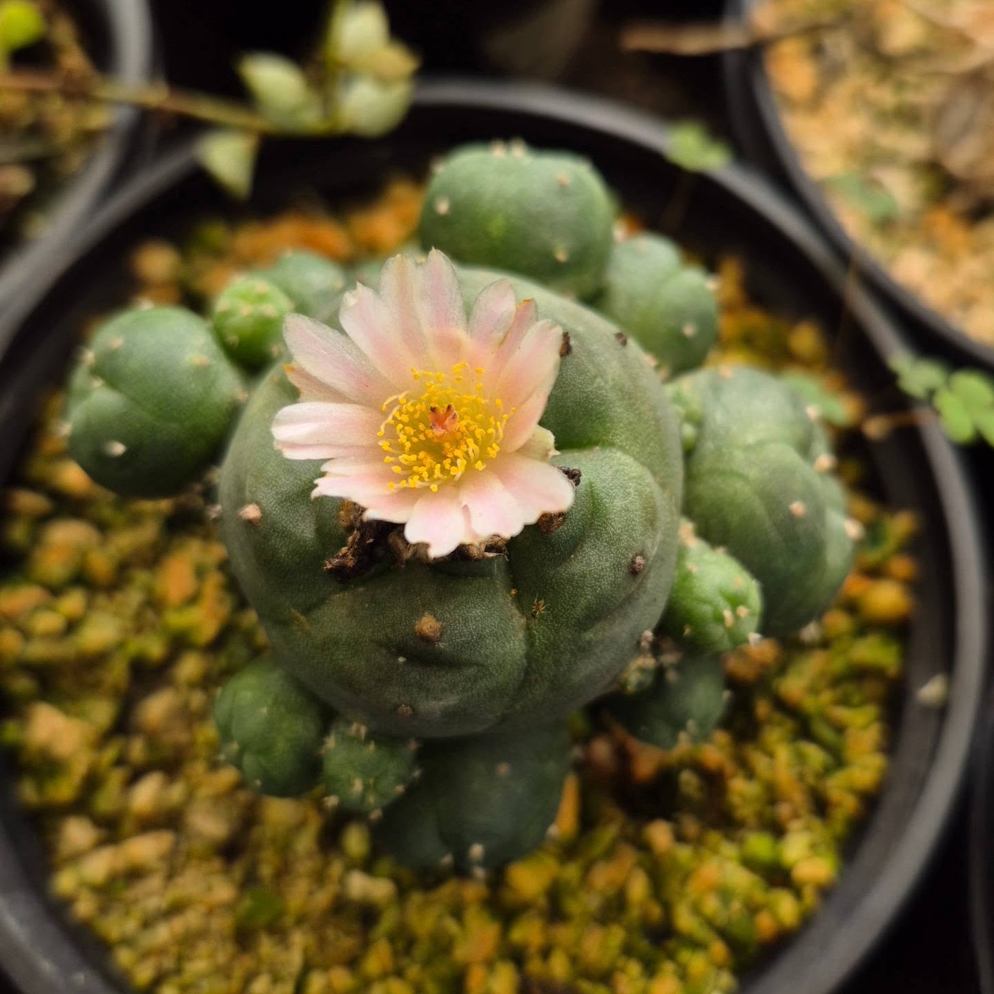 lophophora williamsii