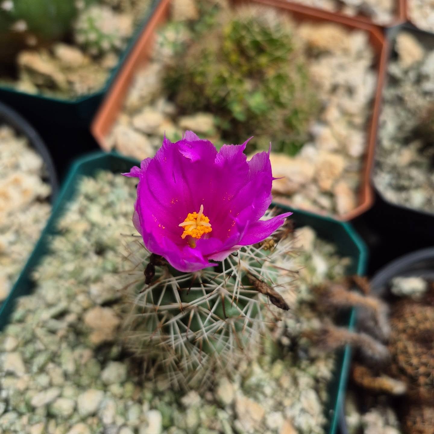 Mammillaria crinita