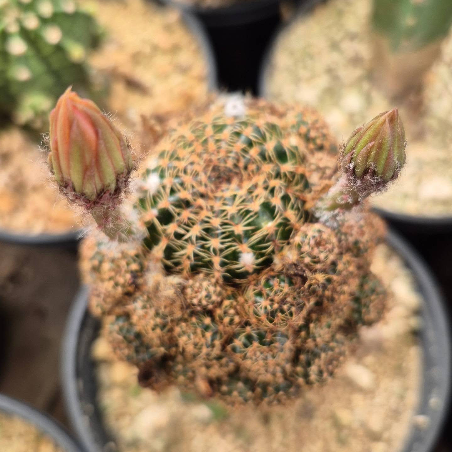Rebutia lobivia