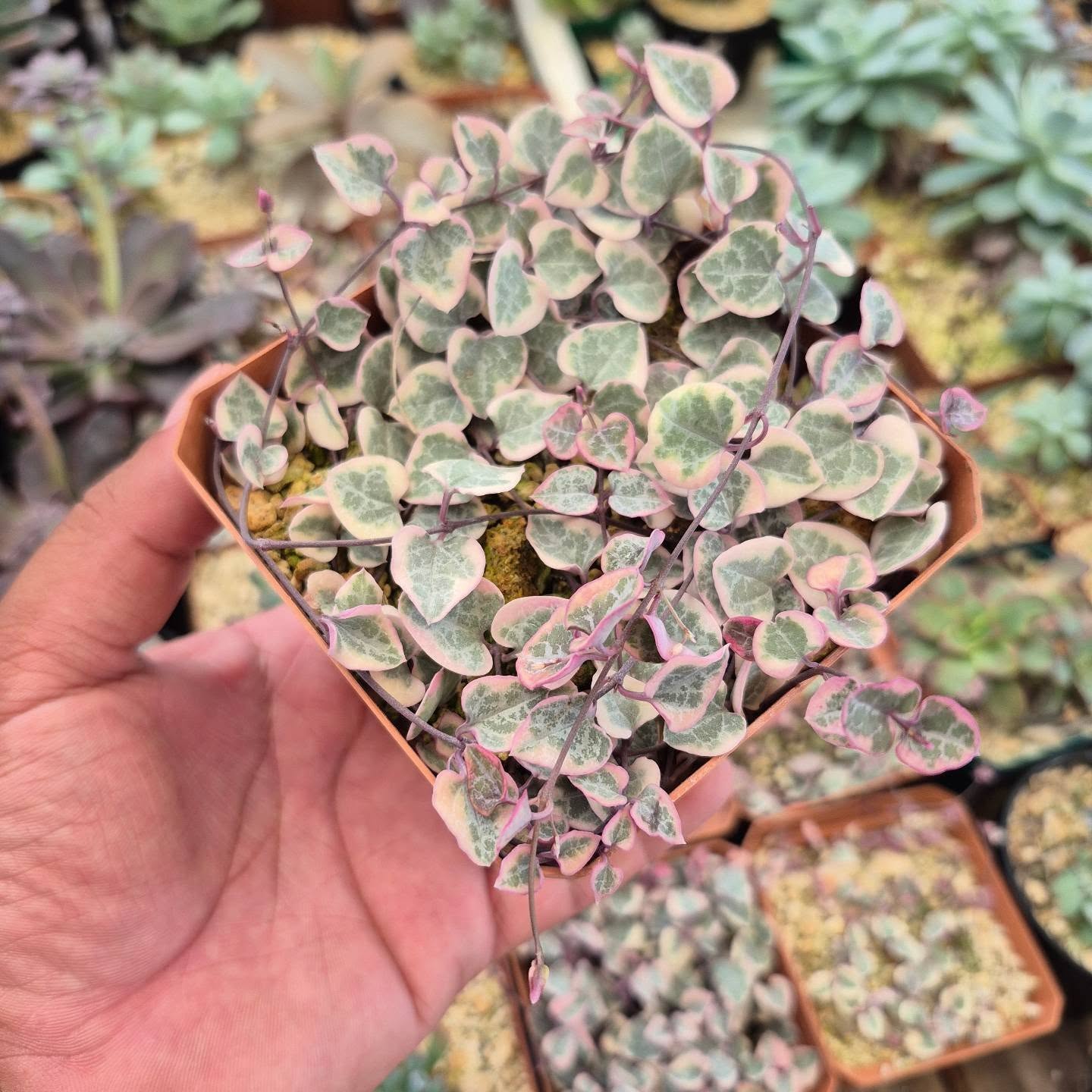 ceropegia woodii 