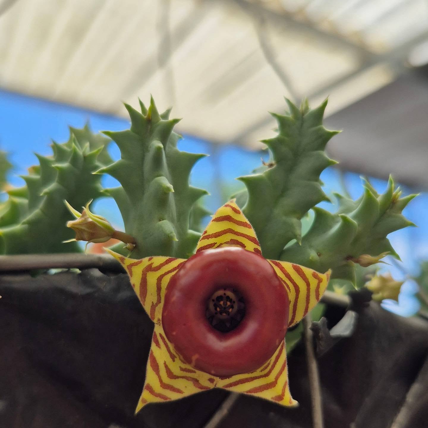 Huernia zebrina