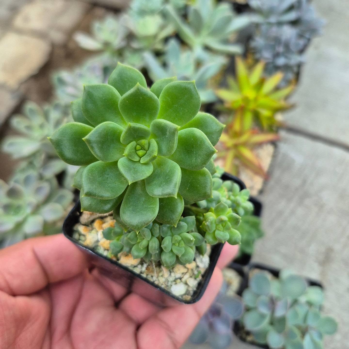 Echeveria secunda