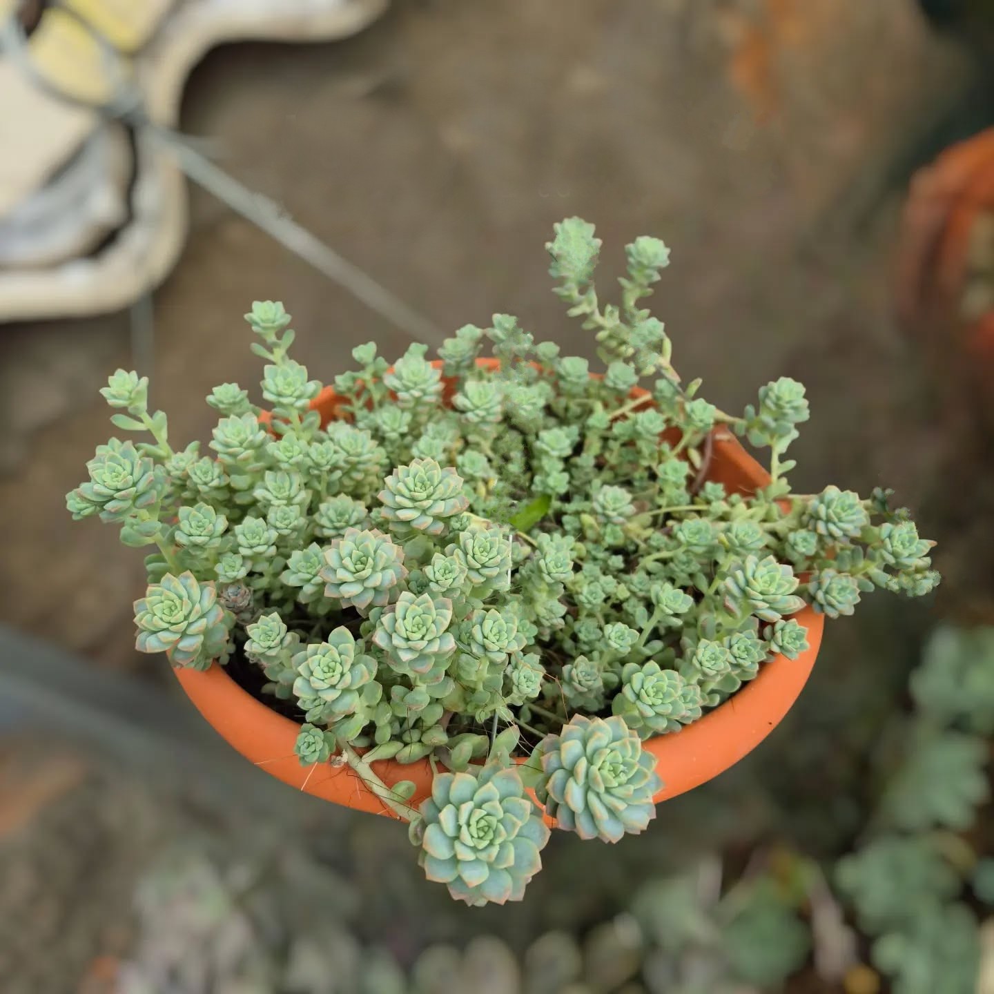 Sedum dasyphyllum